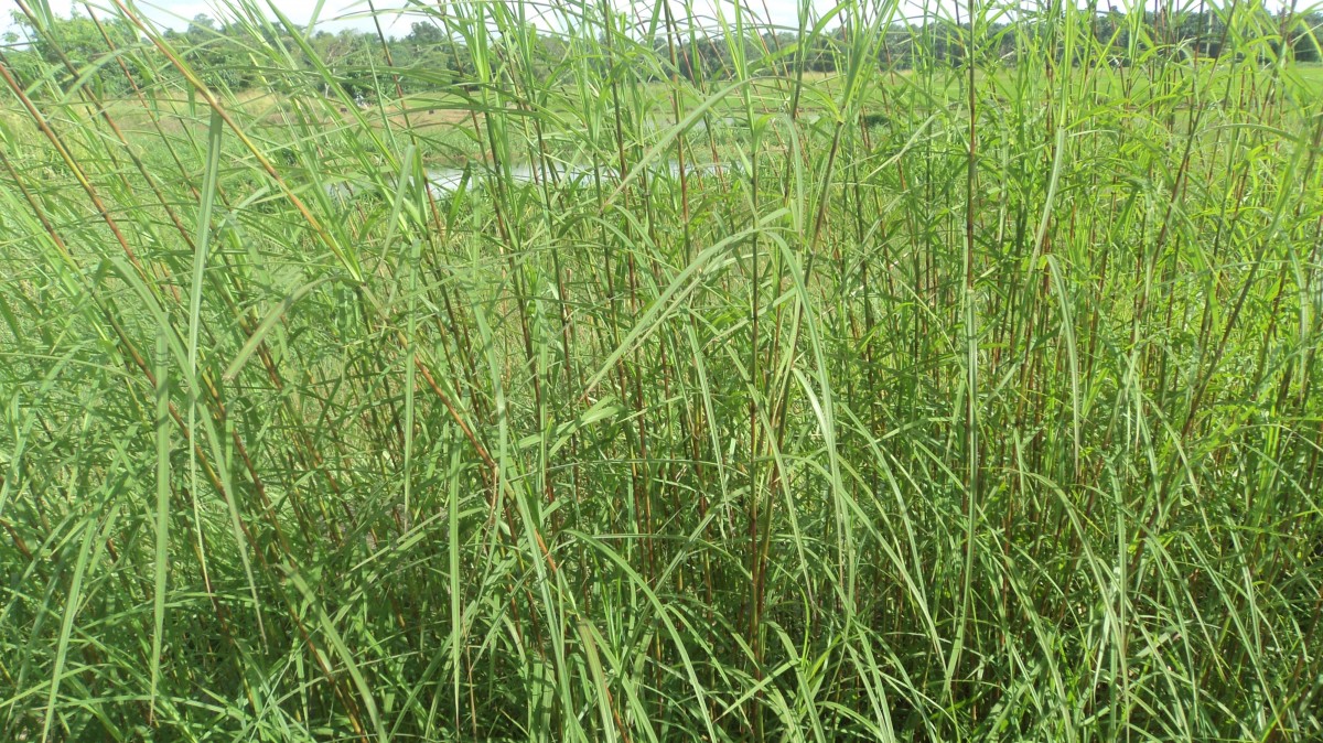 Themeda tremula (Nees ex Steud.) Hack.